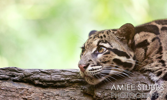 Clouded Leopard