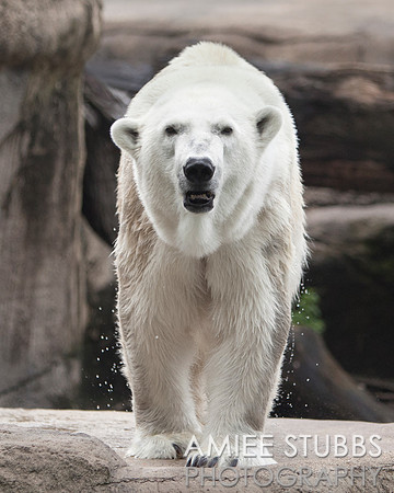 Polar Bear