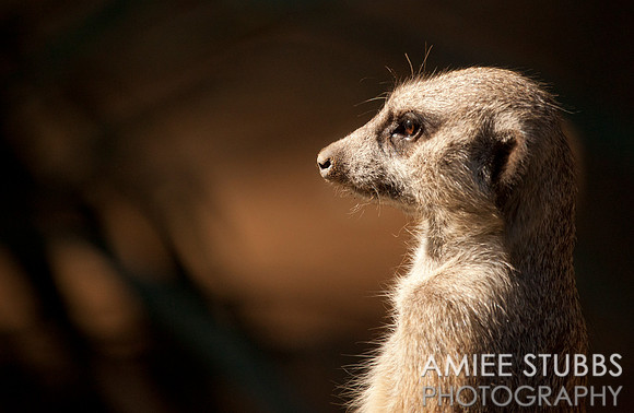 Meerkat