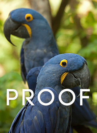 Hyacinth Macaws