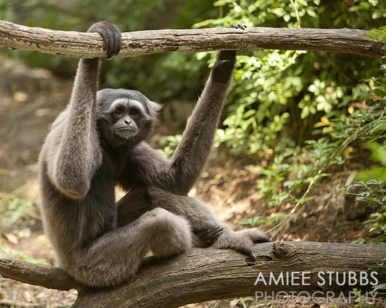 Mueller's Gibbon