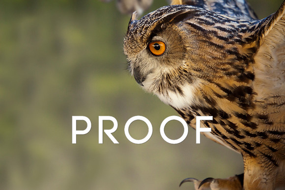 Eurasian Eagle Owl