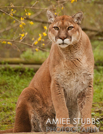Cougar