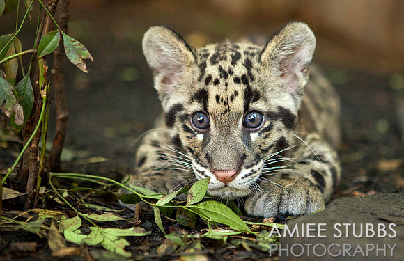 Clouded Leopard Cub