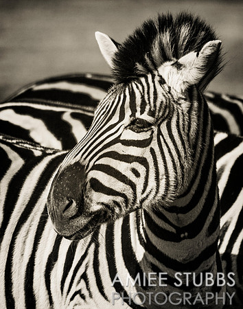 Damara Zebra