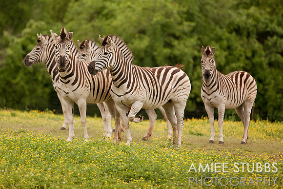 Damara Zebra