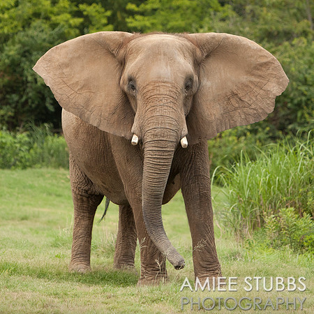 African Elephant