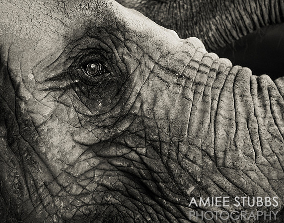 African Elephant