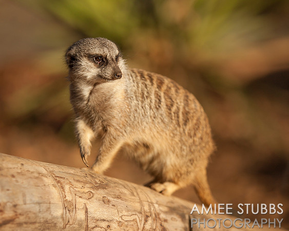 Meerkat