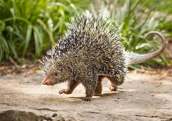 Prehensile-tailed Porcupine