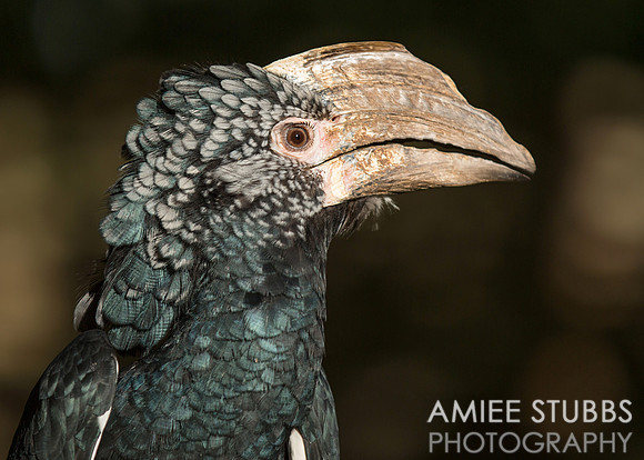 Silvery-cheeked Hornbill