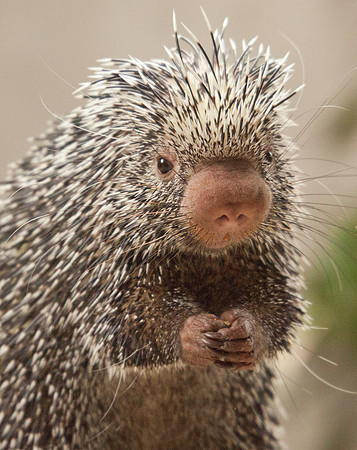 Prehensile-tailed Porcupine