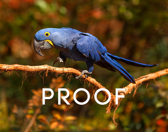 Hyacinth Macaw