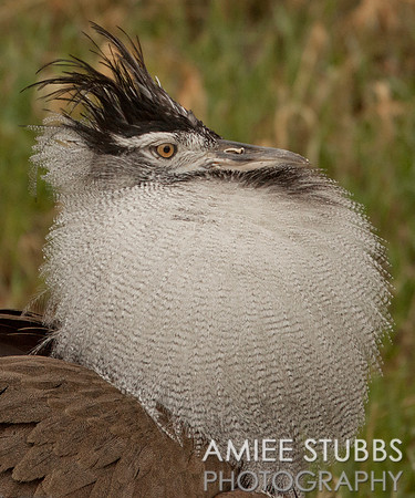Kori Bustard