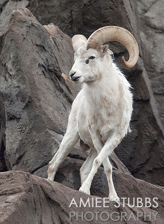 Dall's Sheep