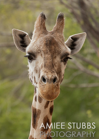 Baringo Giraffe