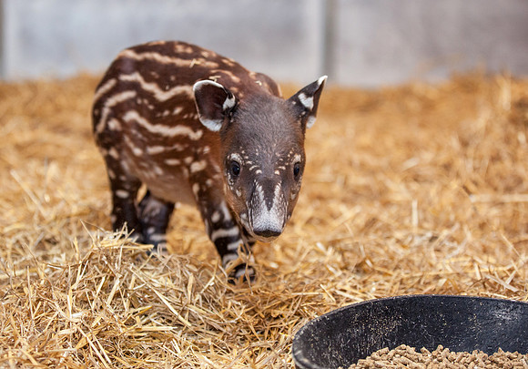 Baby Tapir