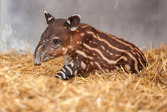 Baby Tapir
