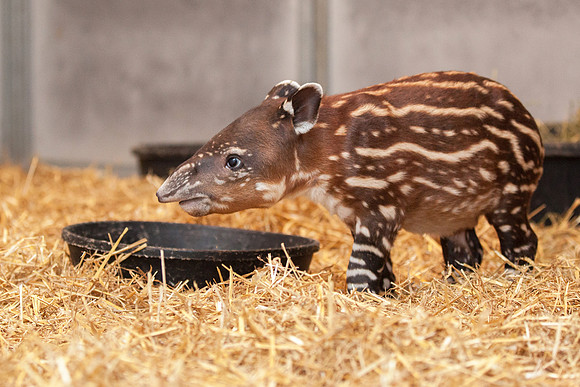 Baby Tapir