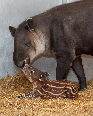 Baby Tapir