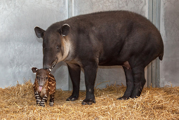Baby Tapir