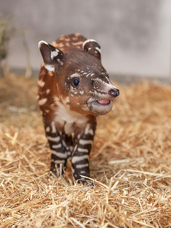 Baby Tapir