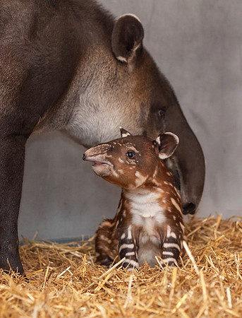 Baby Tapir