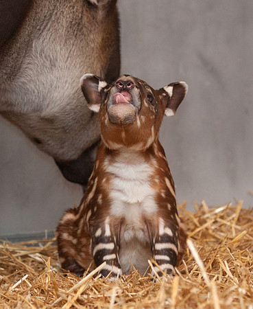 Baby Tapir