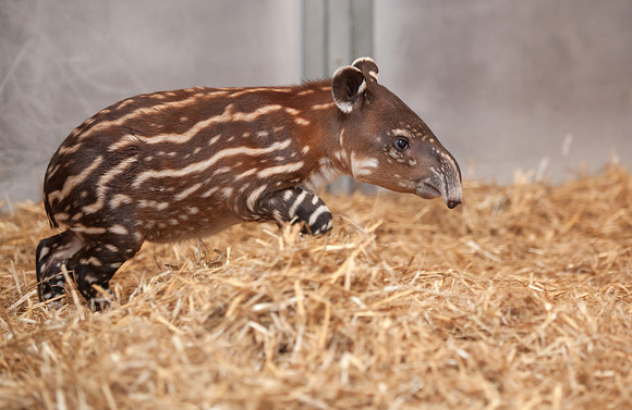 Baby Tapir