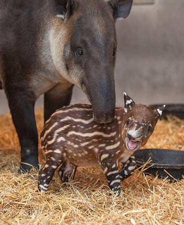 Baby Tapir