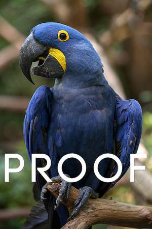 Hyacinth Macaw