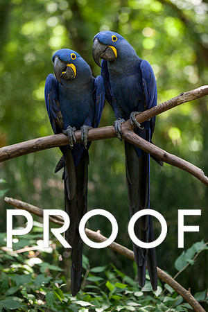 Hyacinth Macaws