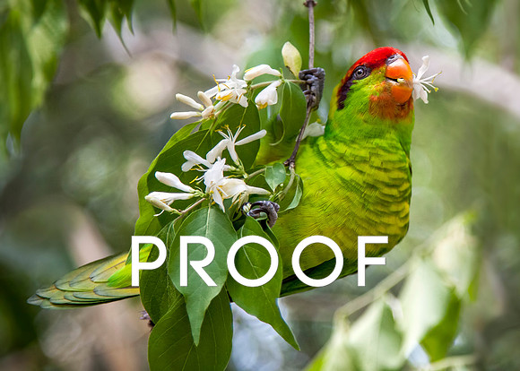 Iris Lorikeet