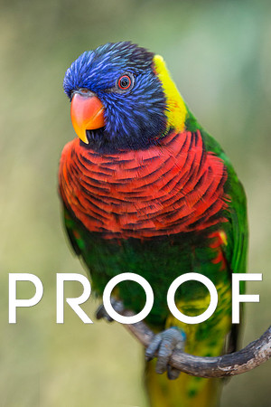 Rainbow Lorikeet