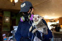 Operation Little Dogs Big Hearts