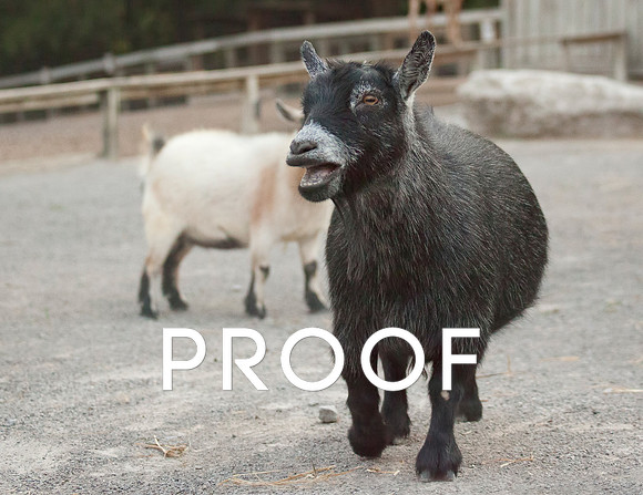 Pygmy Goat
