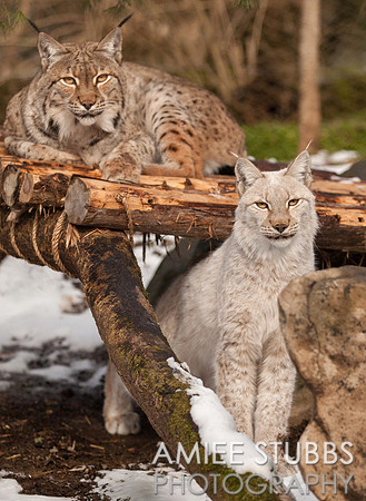 Eurasian Lynx