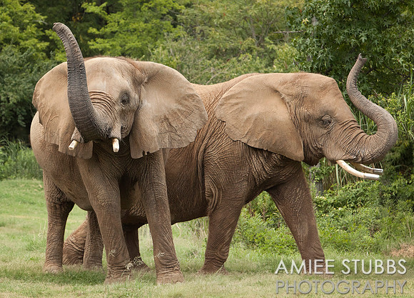 African Elephants