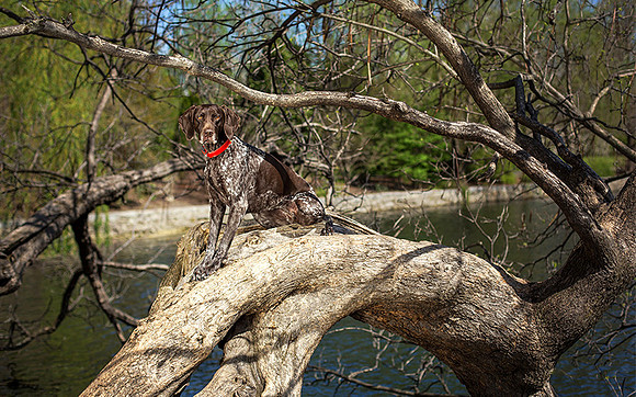 Nashville Dog Photographer