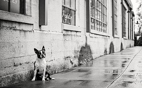 Nashville Dog Photographer