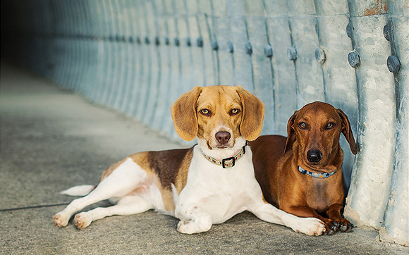 Nashville Dog Photographer