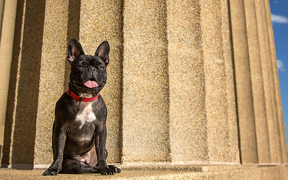 Nashville Dog Photographer
