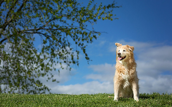 Nashville Dog Photographer