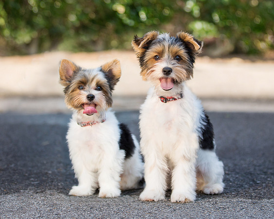 Schatzi & Jax