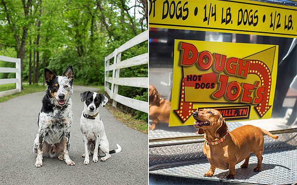 Nashville Dog Photographer