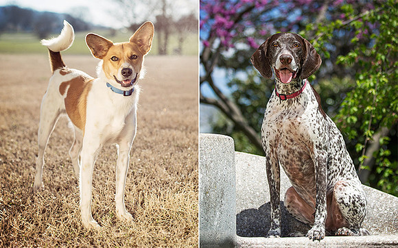 Nashville Dog Photographer