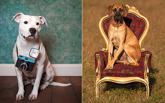 Nashville Dog Photographer