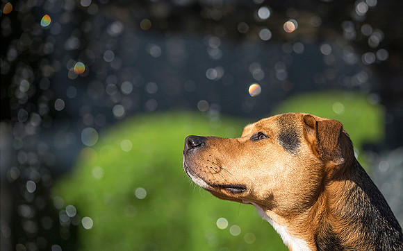 Nashville Dog Photographer