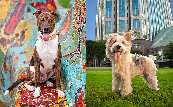 Nashville Dog Photographer