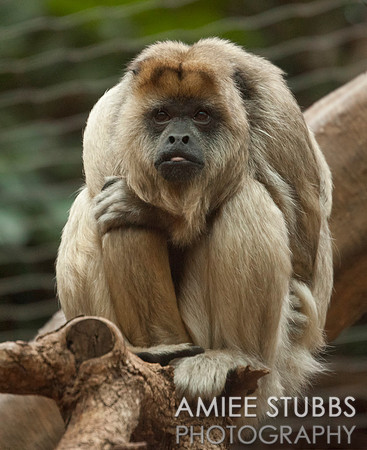 Howler Monkey